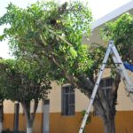 Ameghino-fijo-fecha-para-comenzar-la-poda-de-arboles-f18e56