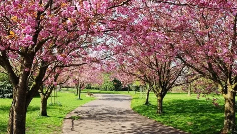 primavera-arboles-flores