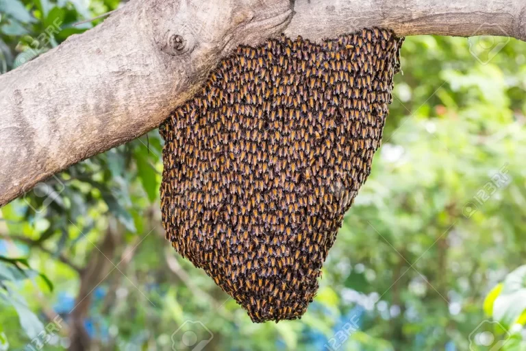 33825860-un-gigante-enjambre-de-abejas-de-miel-que-cuelga-de-la-rama-de-árbol