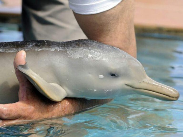 SITIOimagenes-de-delfines-de-la-plata