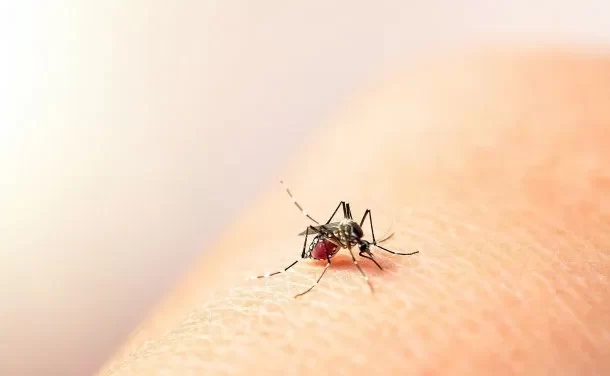 Buenos Aires tiene 200 casos autóctonos de dengue y 70 de chikungunya