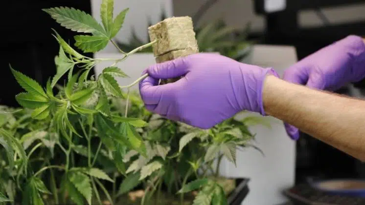 cannabis.jpg