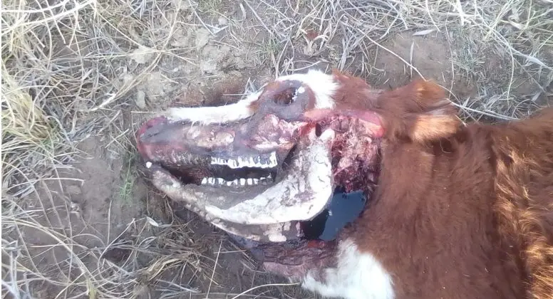ganado-mutilado.jpg