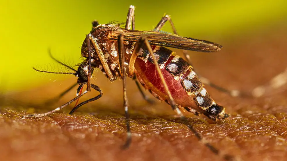 preocupacion-por-el-aumento-de-casos-de-dengue-1561141.jpg