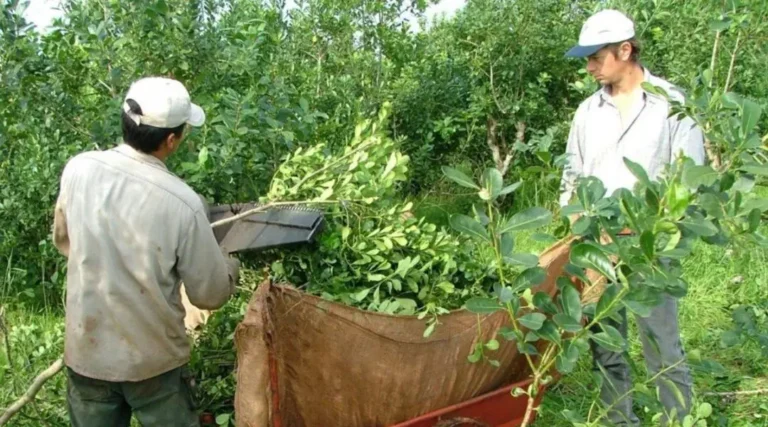 yerbateros-1080x600.jpg