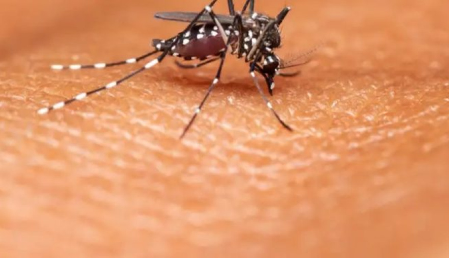 20250914100846_dengue