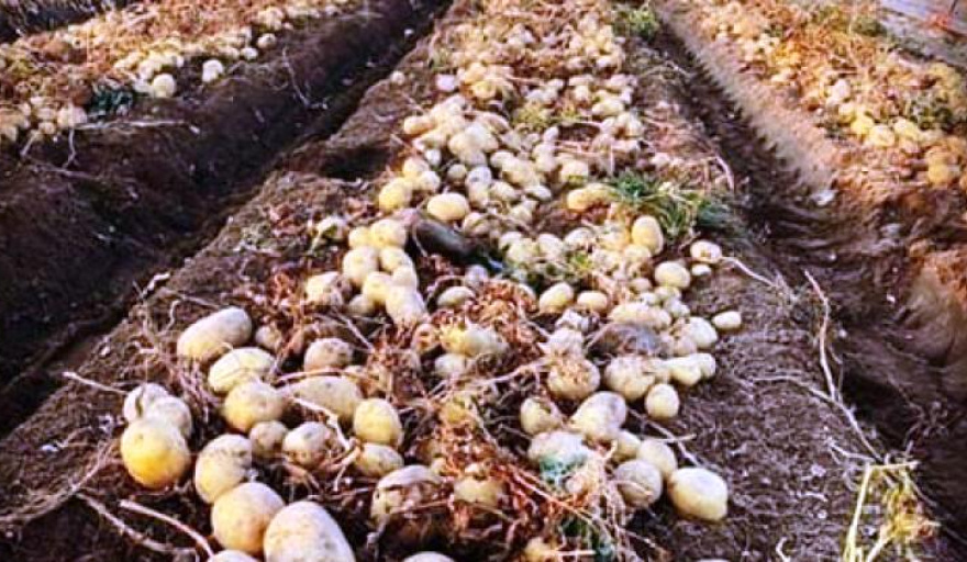 20250922102558_productore-sudeste-bonaerense-cosecha-papa